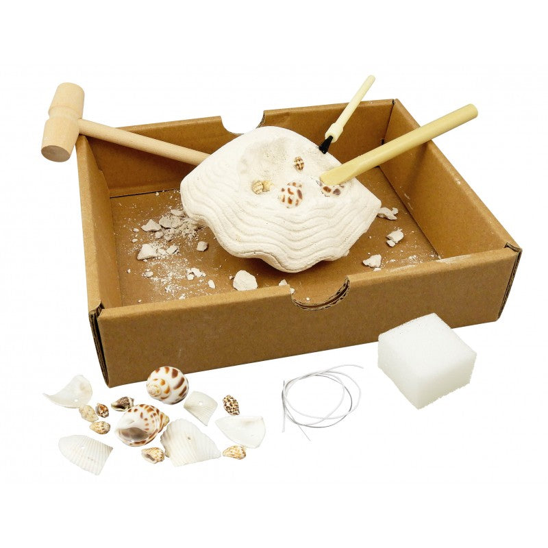 Buki Väljakaevatud merekarbid 441I