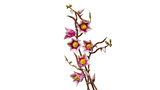 LEGO Botanicals Magnooliaoksad 11510L
